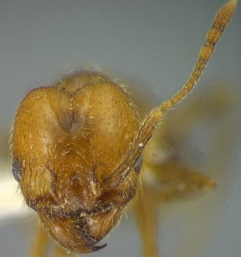 Media type: image; Entomology 34256   Aspect: head frontal view